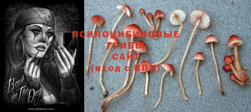 blacksprut ссылка  купить   Горбатов  Псилоцибиновые грибы Psilocybe 